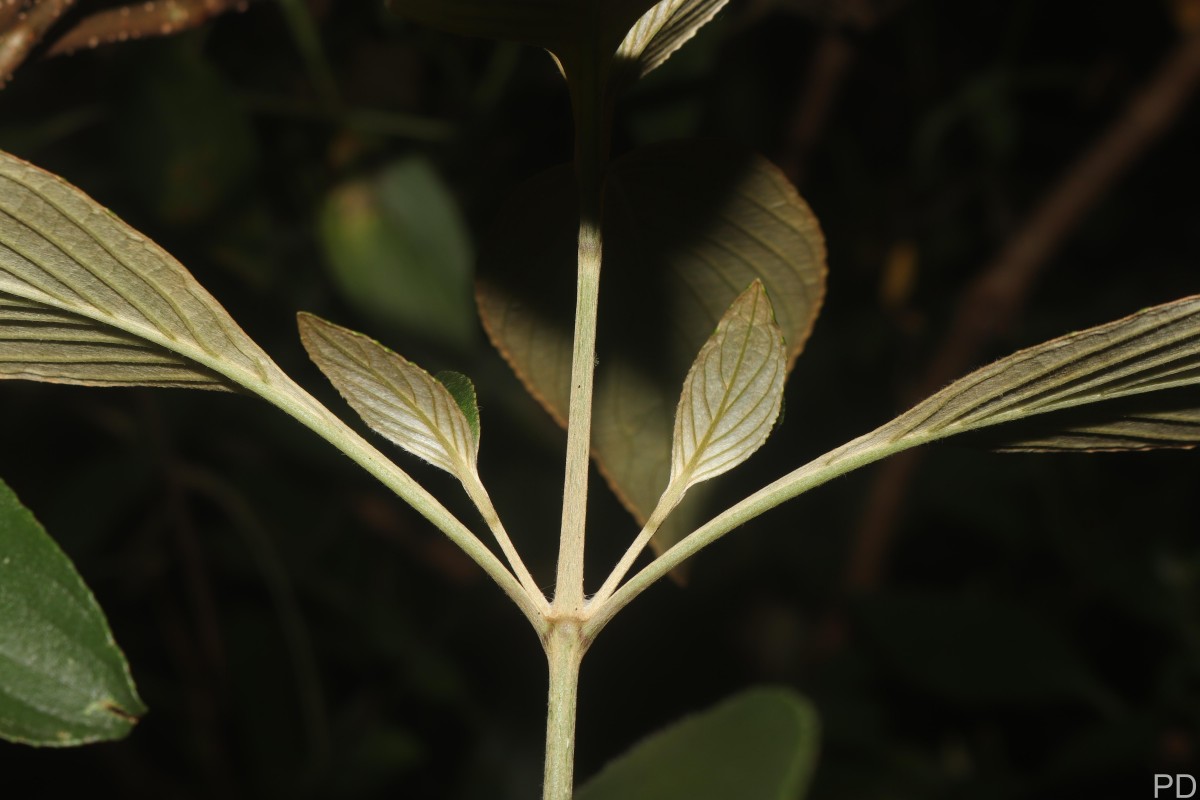 Strobilanthes willisii Carine