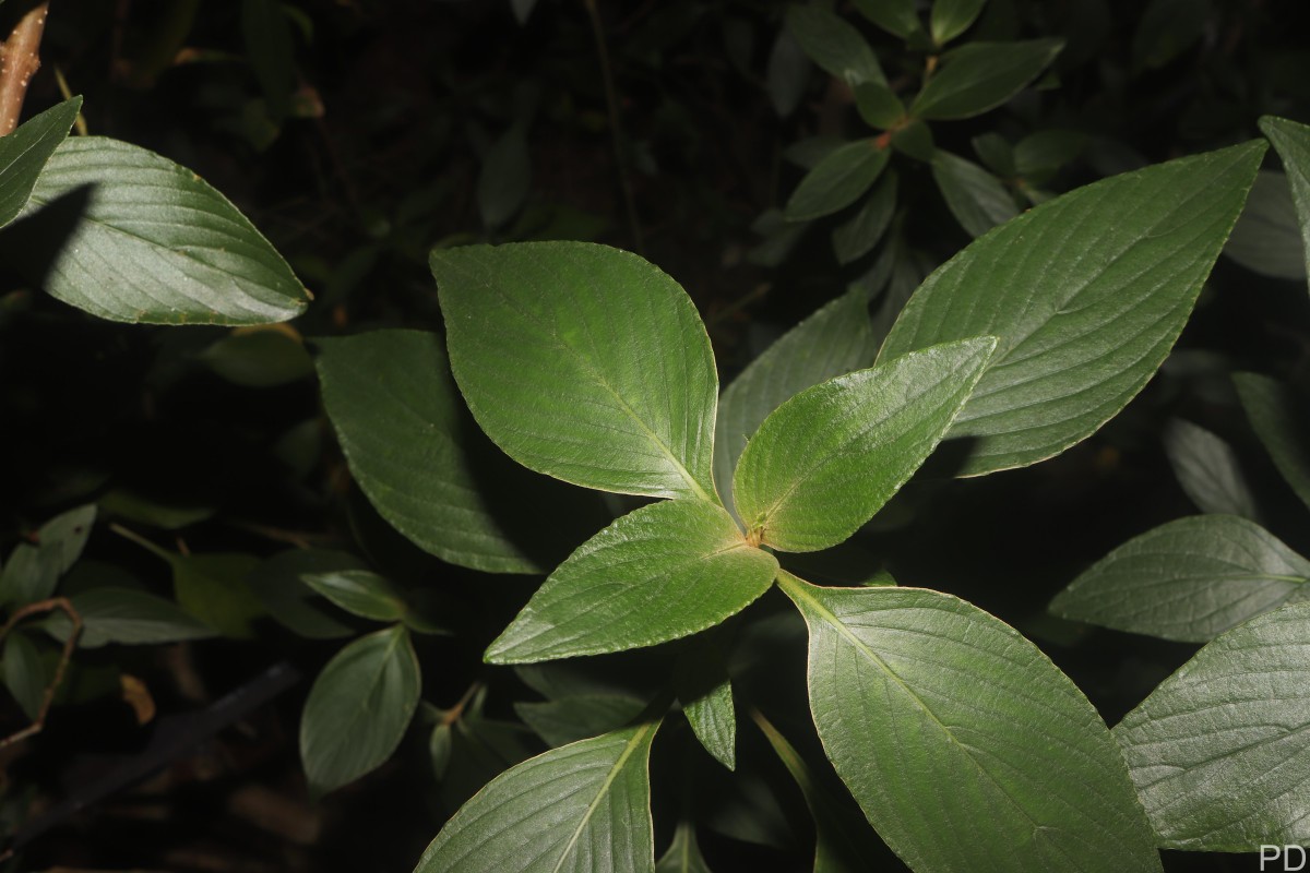 Strobilanthes willisii Carine