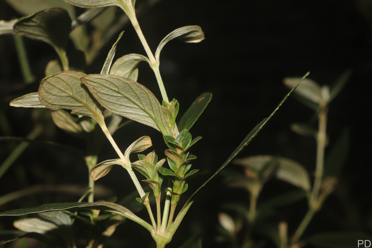 Strobilanthes willisii Carine