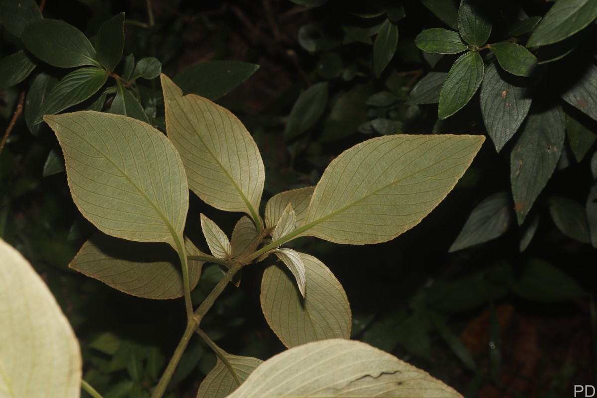 Strobilanthes willisii Carine