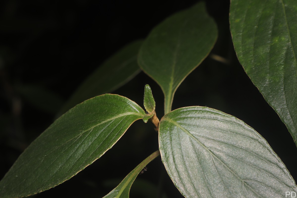 Strobilanthes willisii Carine