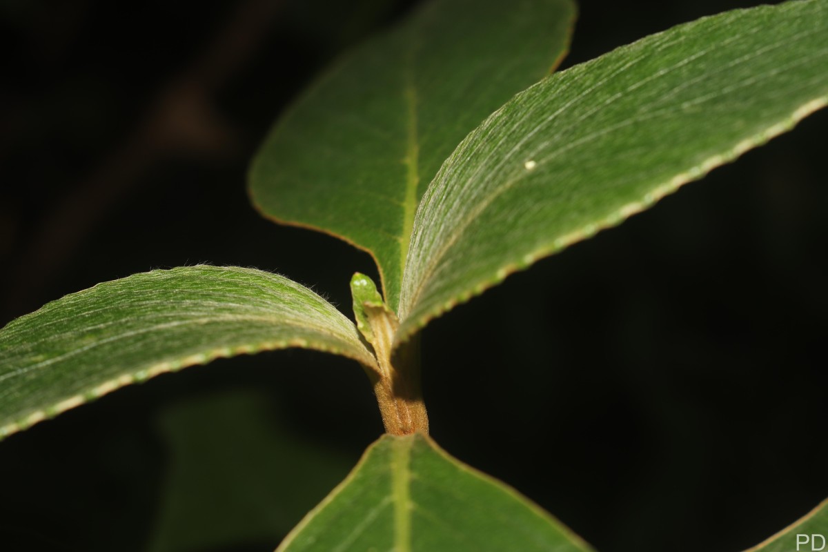 Strobilanthes willisii Carine
