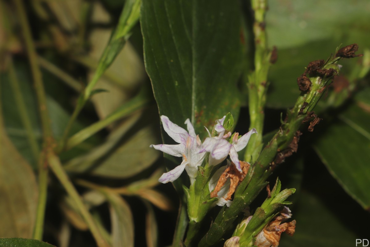 Strobilanthes willisii Carine
