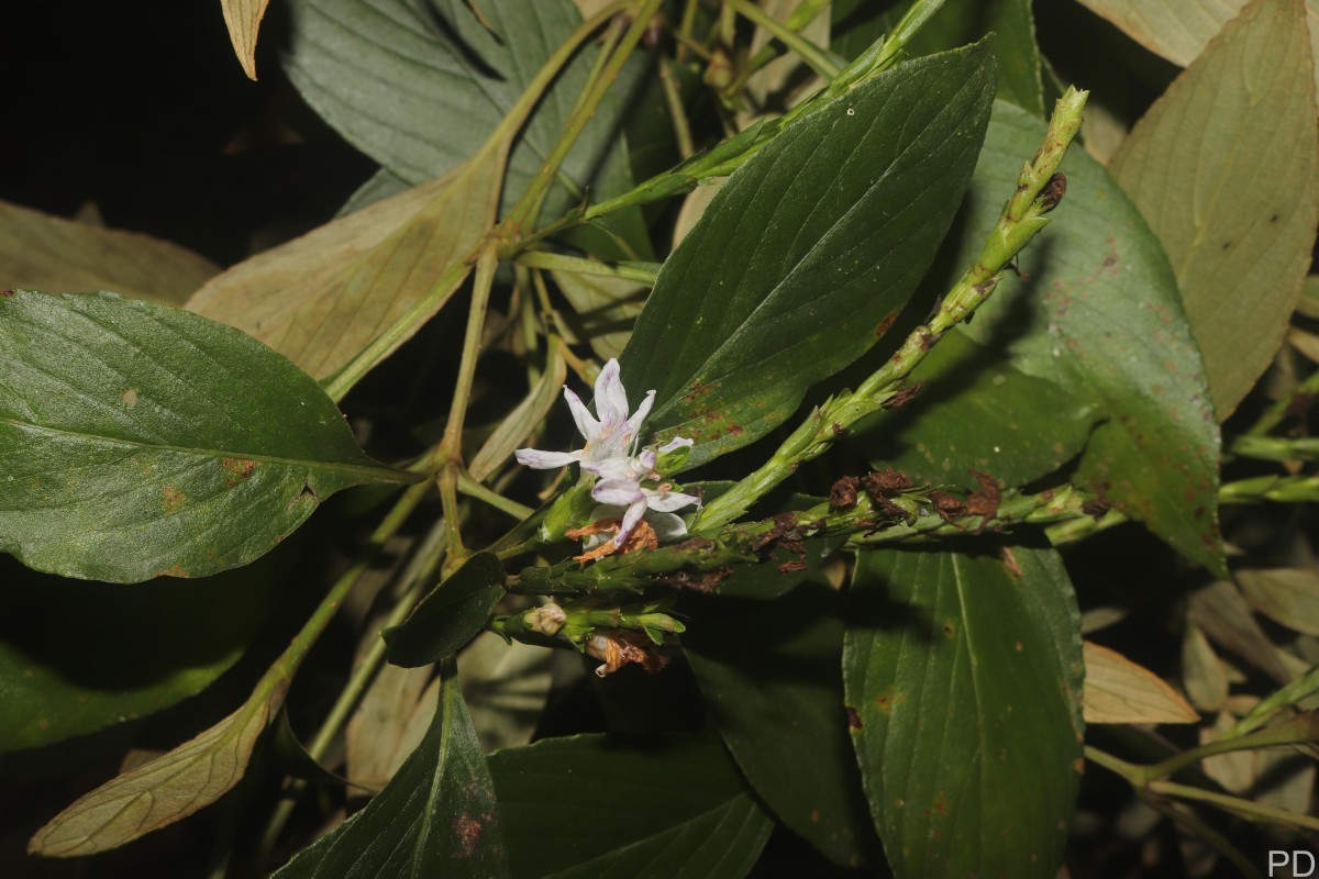 Strobilanthes willisii Carine