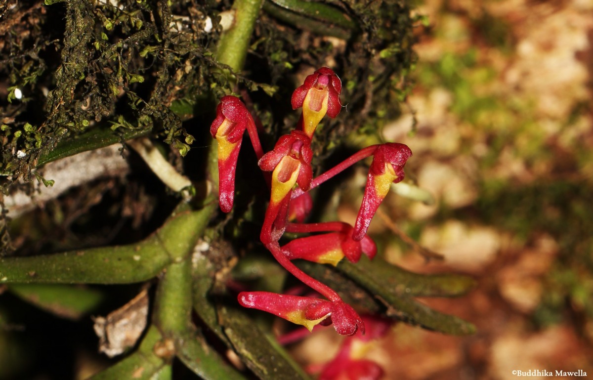 Robiquetia brevifolia (Lindl.) Garay