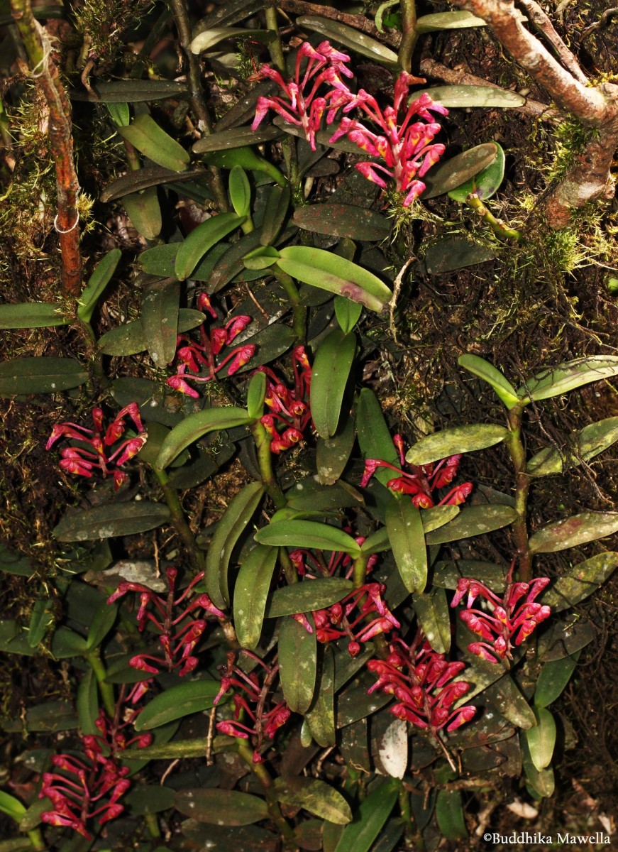 Robiquetia brevifolia (Lindl.) Garay