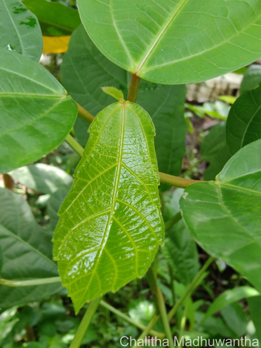 Baliospermum solanifolium (Burm.) Suresh