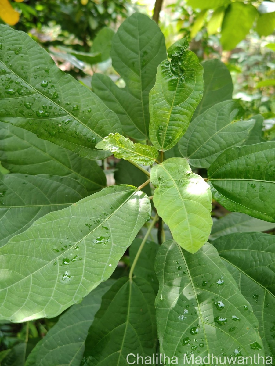 Baliospermum solanifolium (Burm.) Suresh