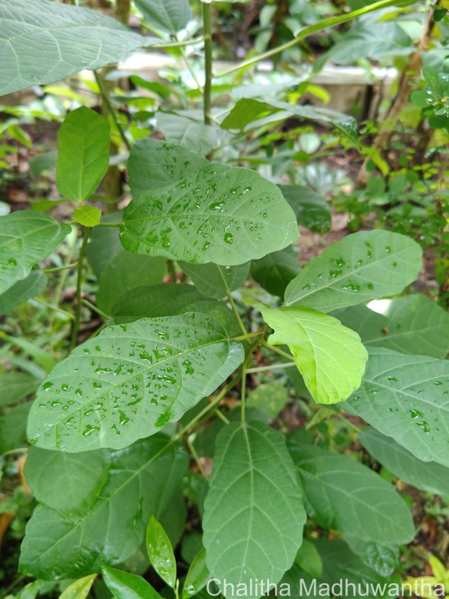 Baliospermum solanifolium (Burm.) Suresh
