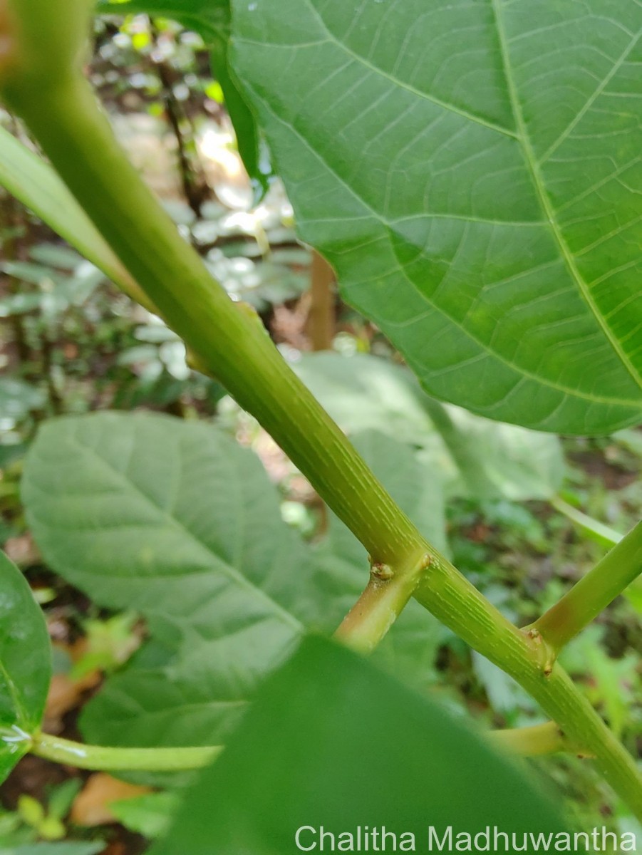 Baliospermum solanifolium (Burm.) Suresh