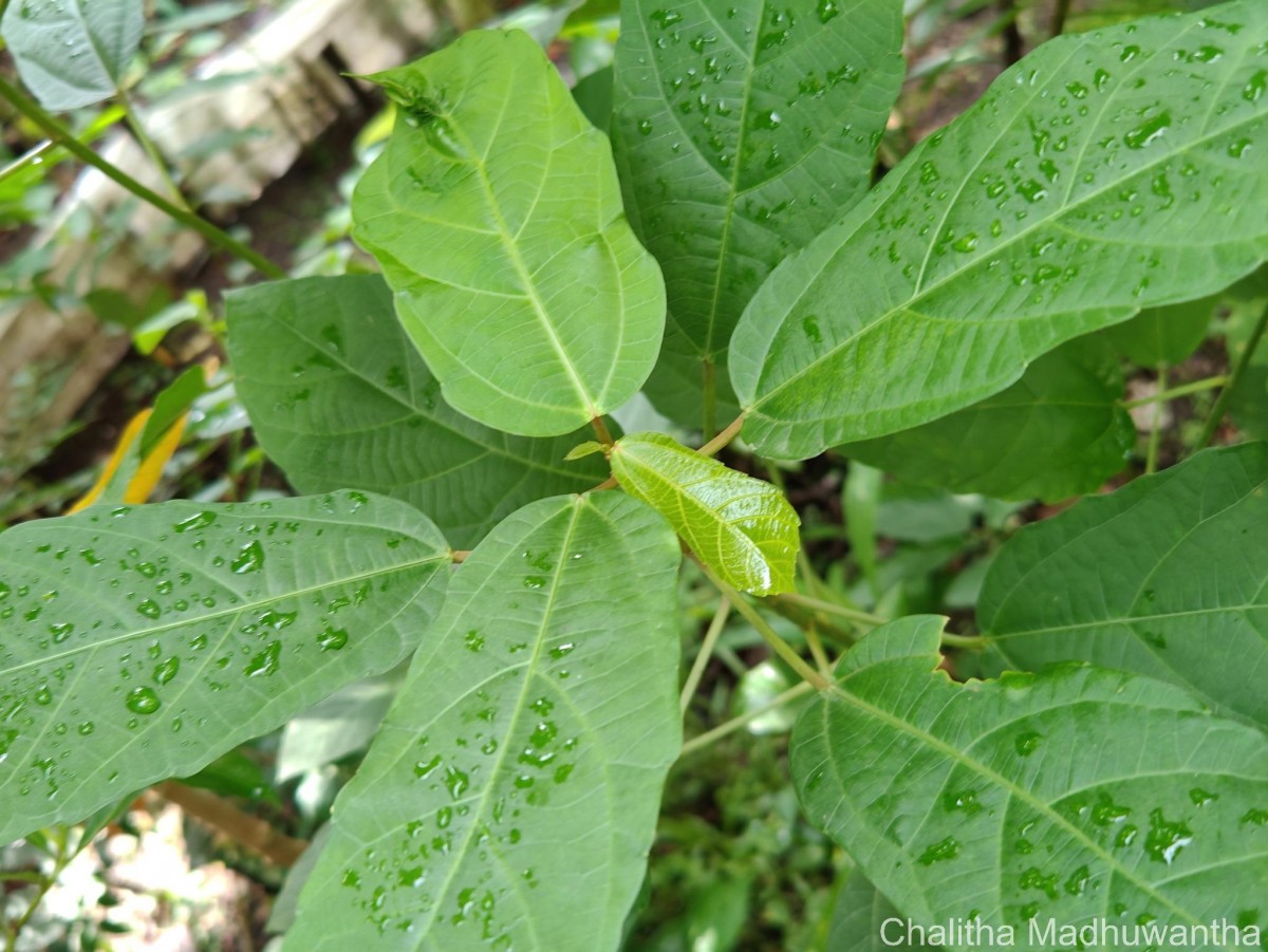 Baliospermum solanifolium (Burm.) Suresh