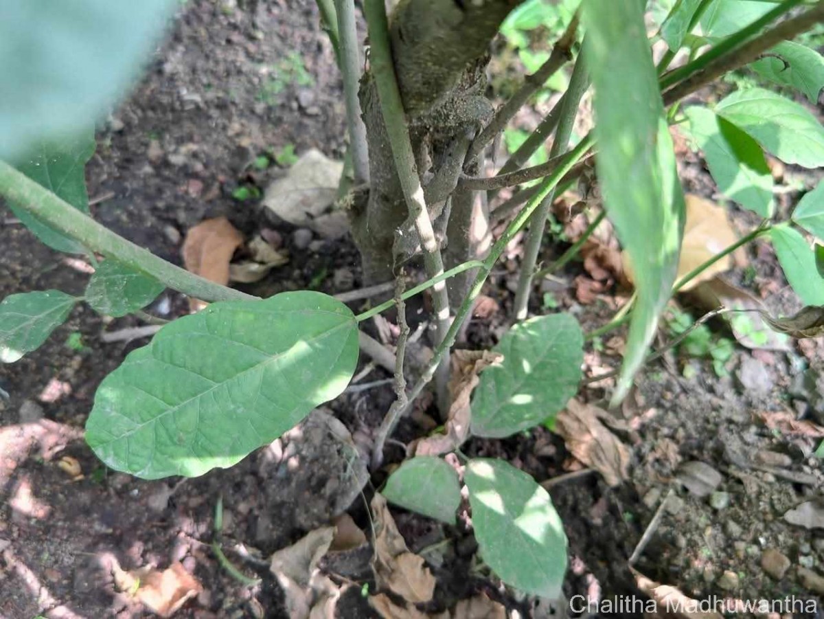 Baliospermum solanifolium (Burm.) Suresh
