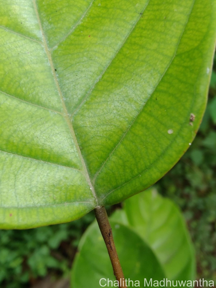 Shorea lissophylla Thwaites