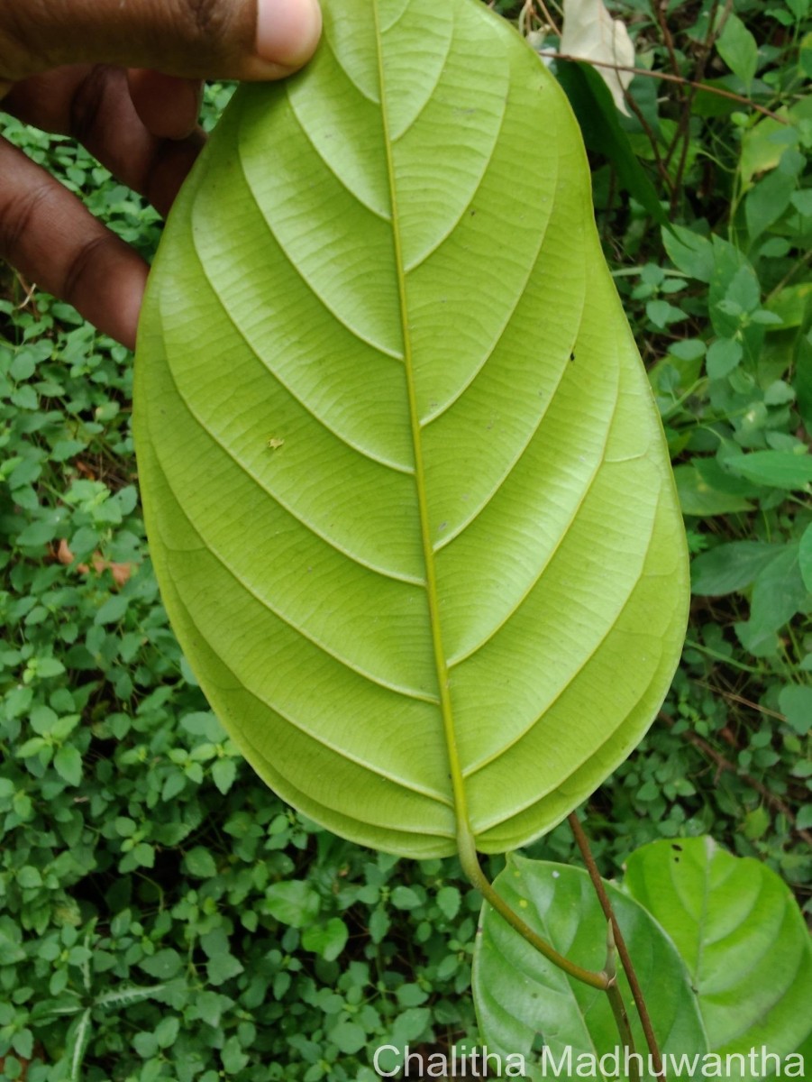 Shorea lissophylla Thwaites