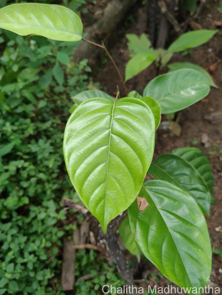 Shorea lissophylla Thwaites