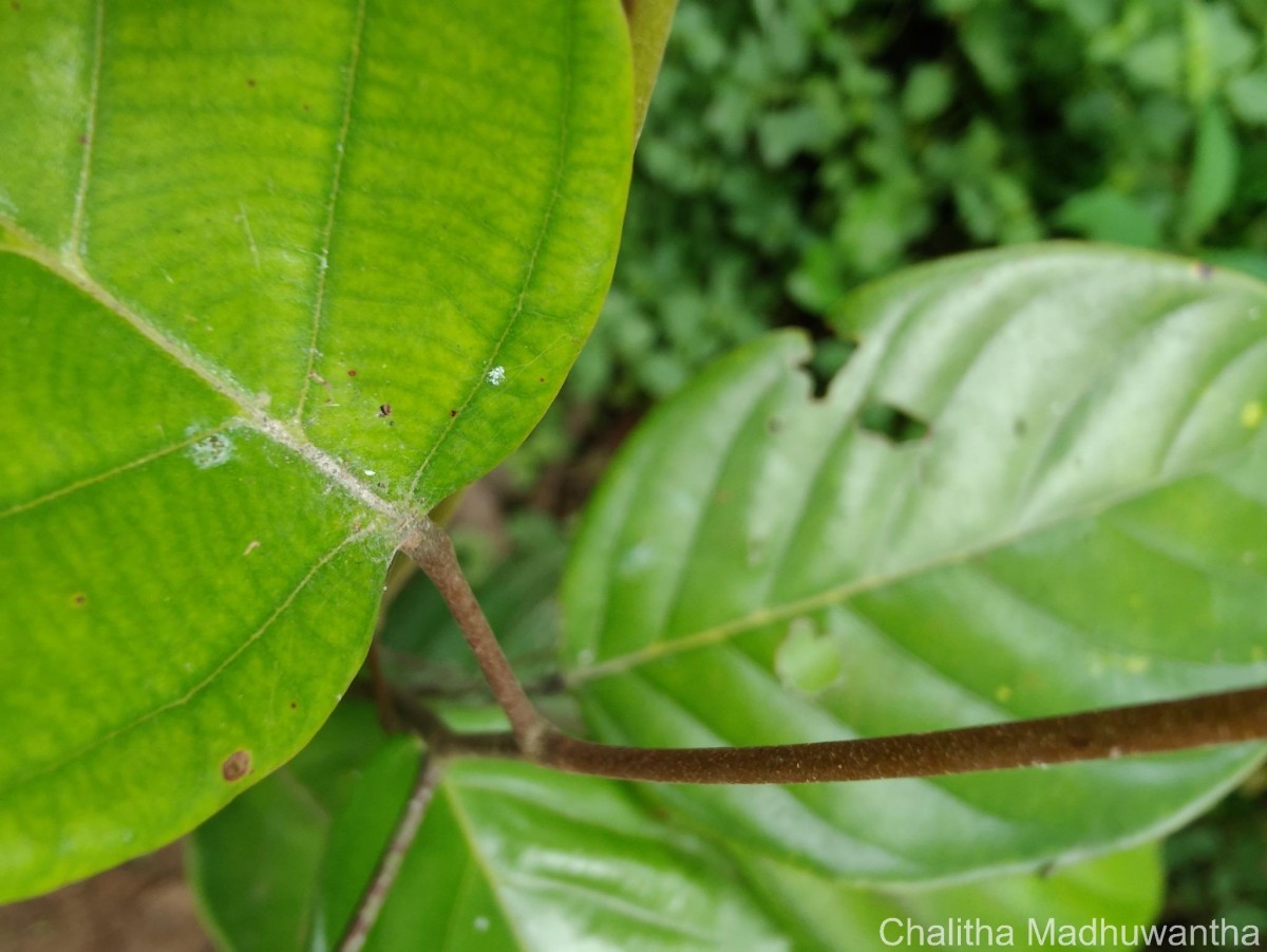 Shorea lissophylla Thwaites
