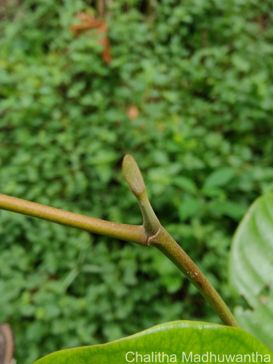 Shorea lissophylla Thwaites