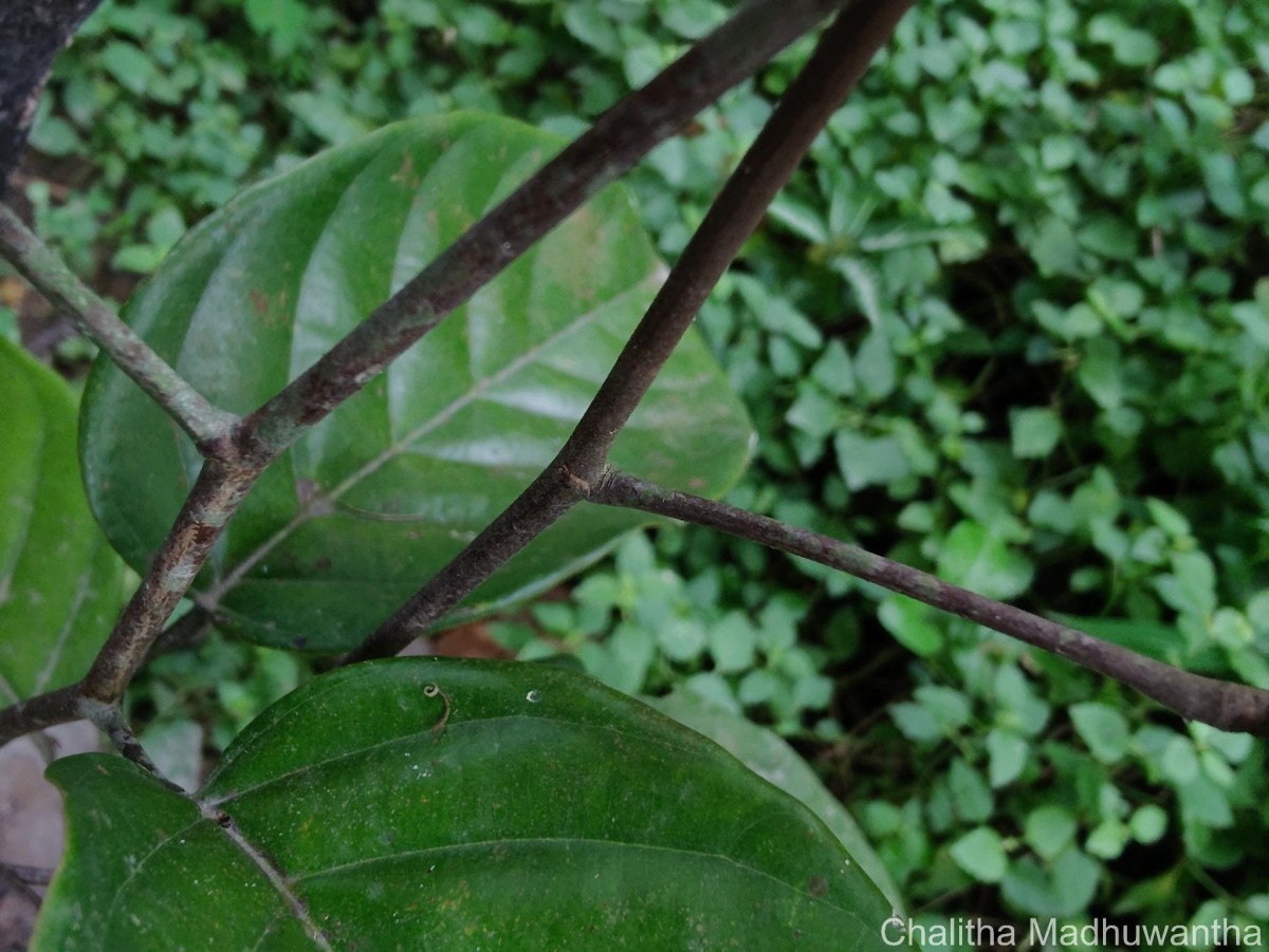 Shorea lissophylla Thwaites