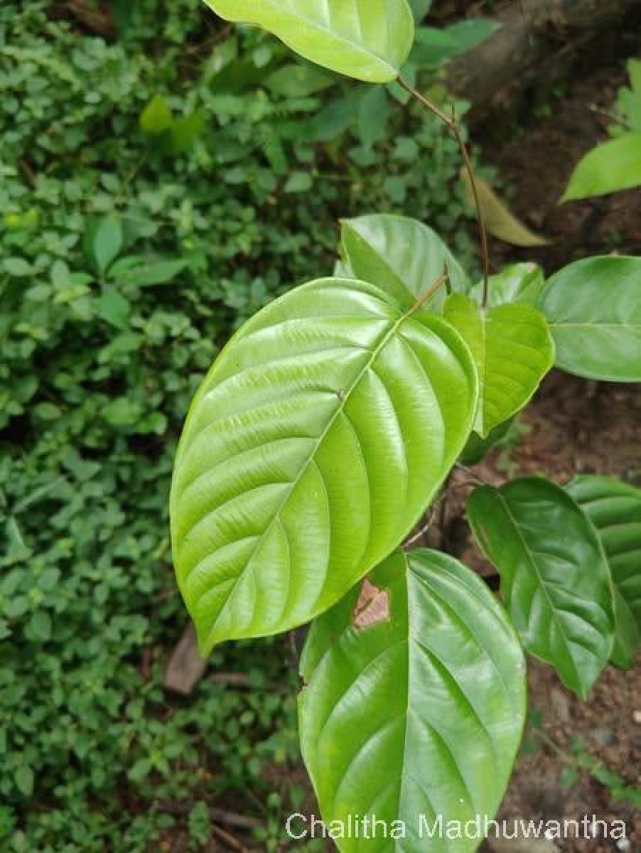 Shorea lissophylla Thwaites