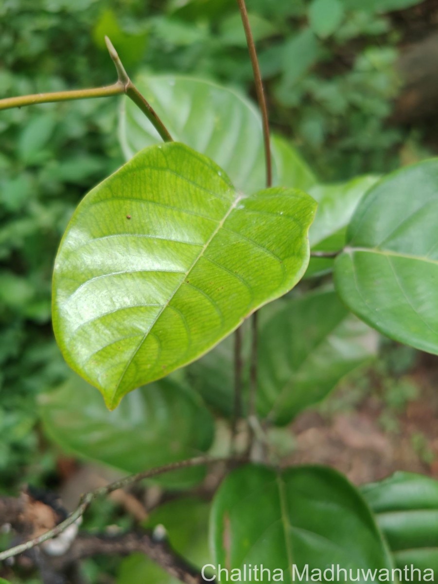 Shorea lissophylla Thwaites