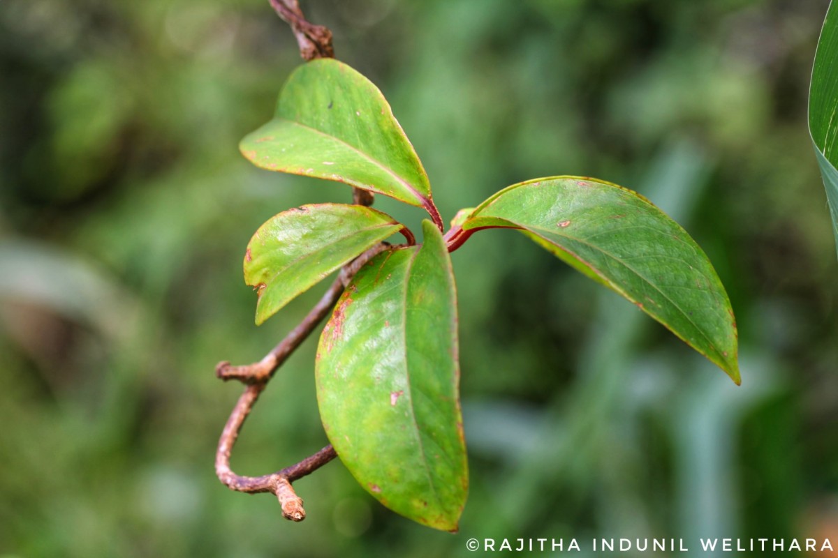 Kadsura heteroclita (Roxb.) Craib