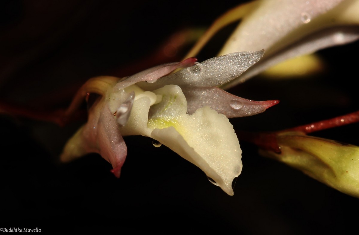 Dendrobium panduratum subsp. panduratum Lindl.