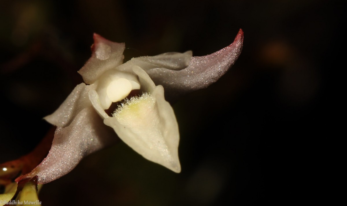 Dendrobium panduratum subsp. panduratum Lindl.