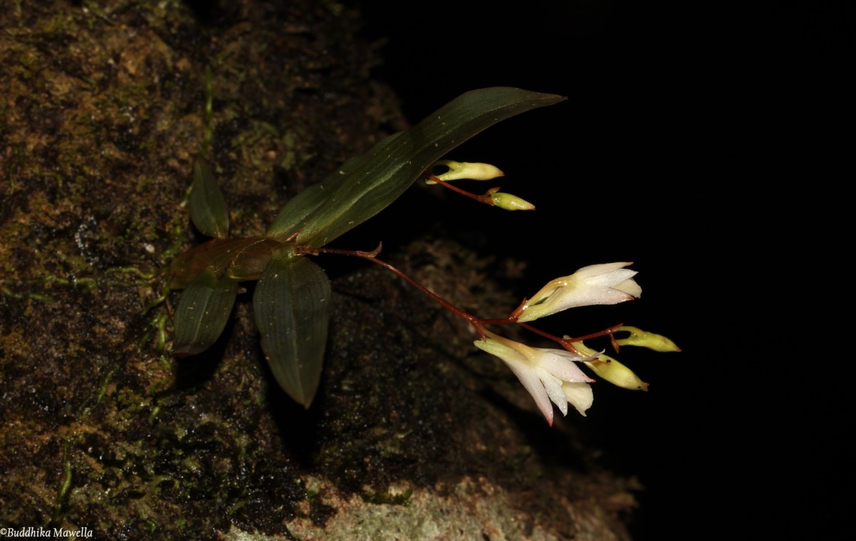 Dendrobium panduratum subsp. panduratum Lindl.