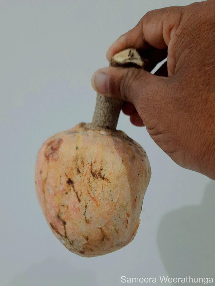 Annona reticulata L.