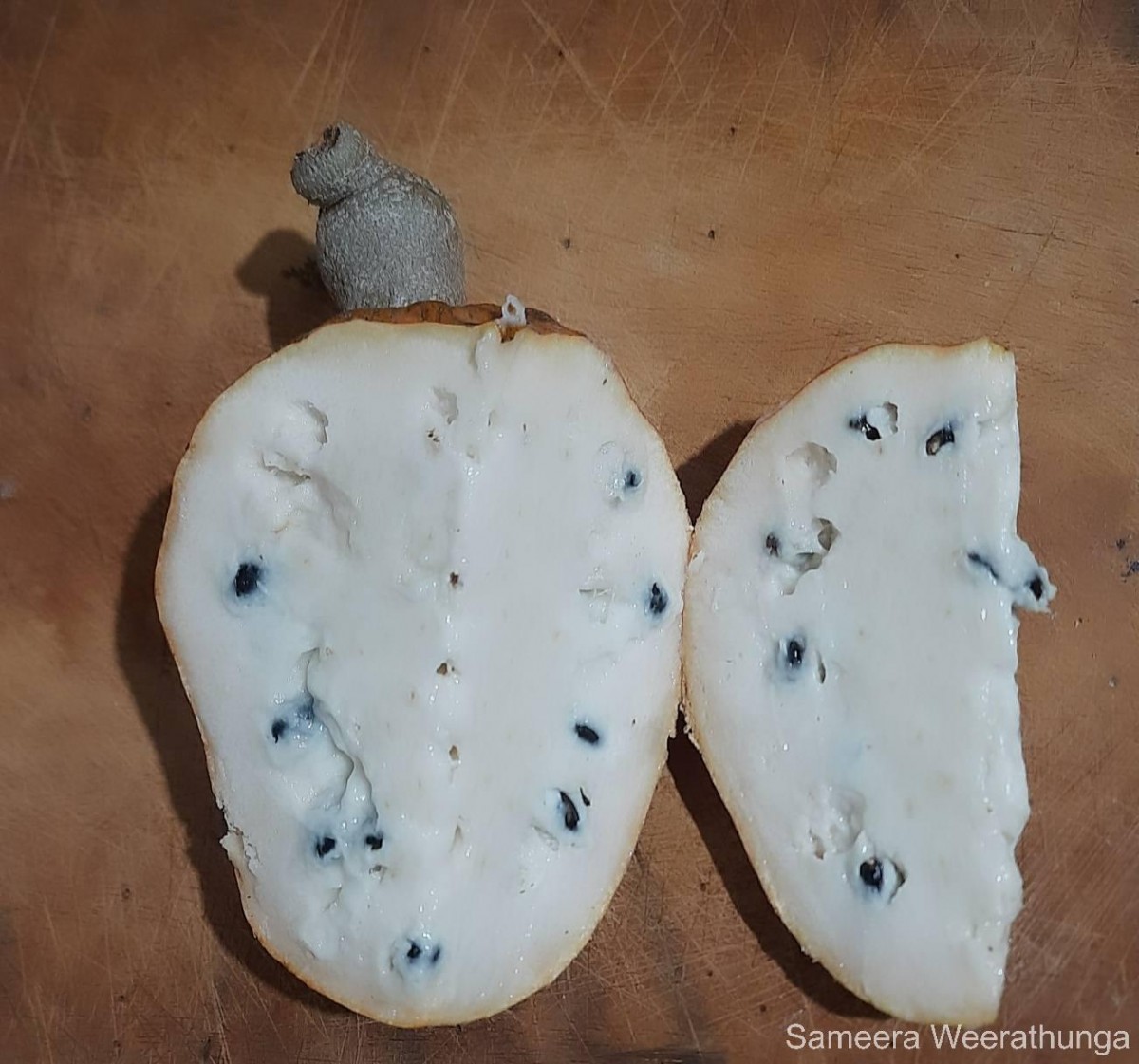 Annona reticulata L.