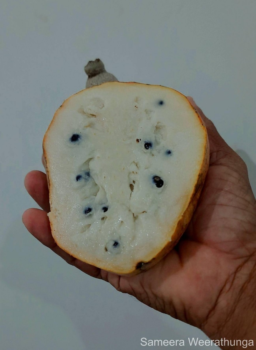 Annona reticulata L.