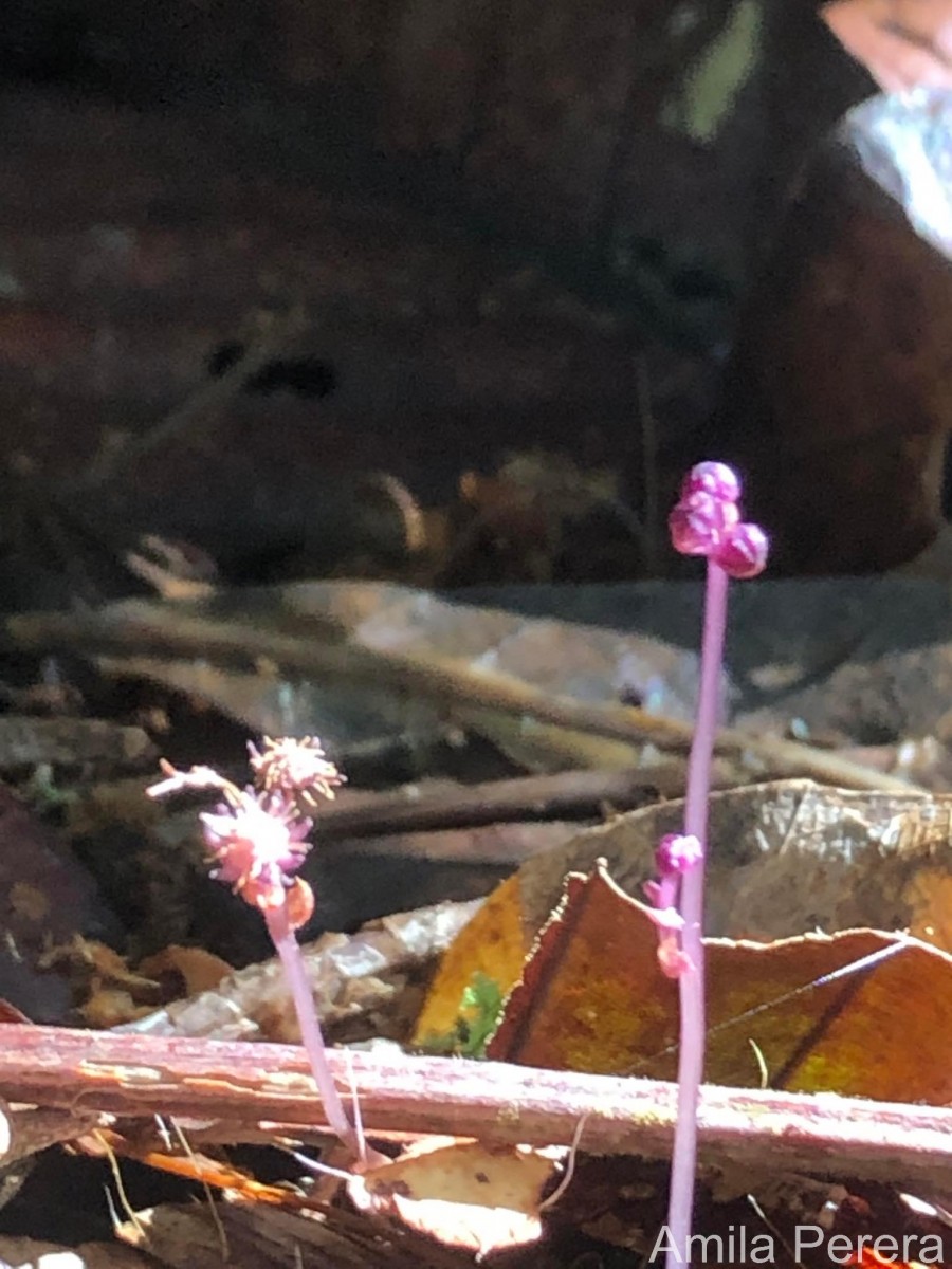 Thismia gardneriana Hook.f. ex Thwaites