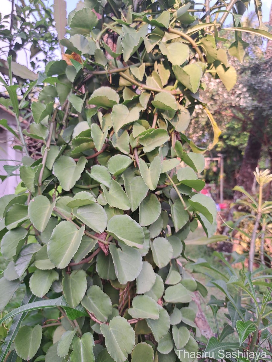 Cissus rotundifolia Vahl