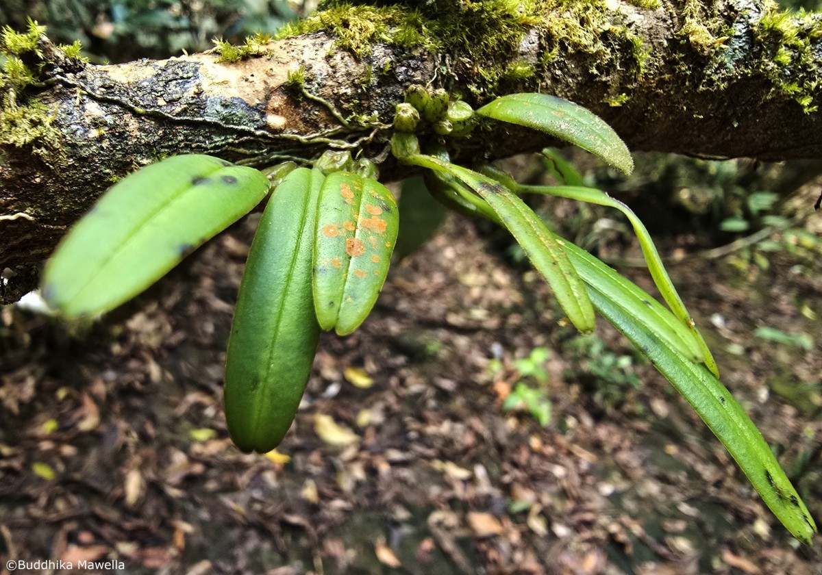 Bulbophyllum thwaitesii Rchb.f.