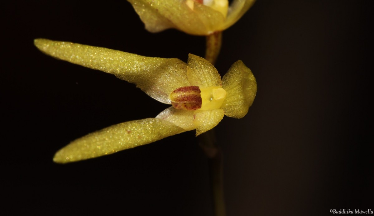 Bulbophyllum thwaitesii Rchb.f.