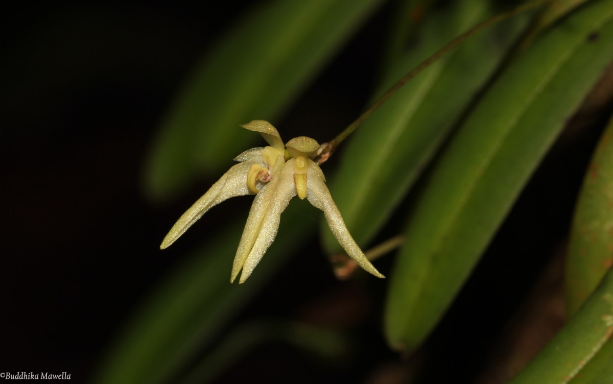 Bulbophyllum thwaitesii Rchb.f.
