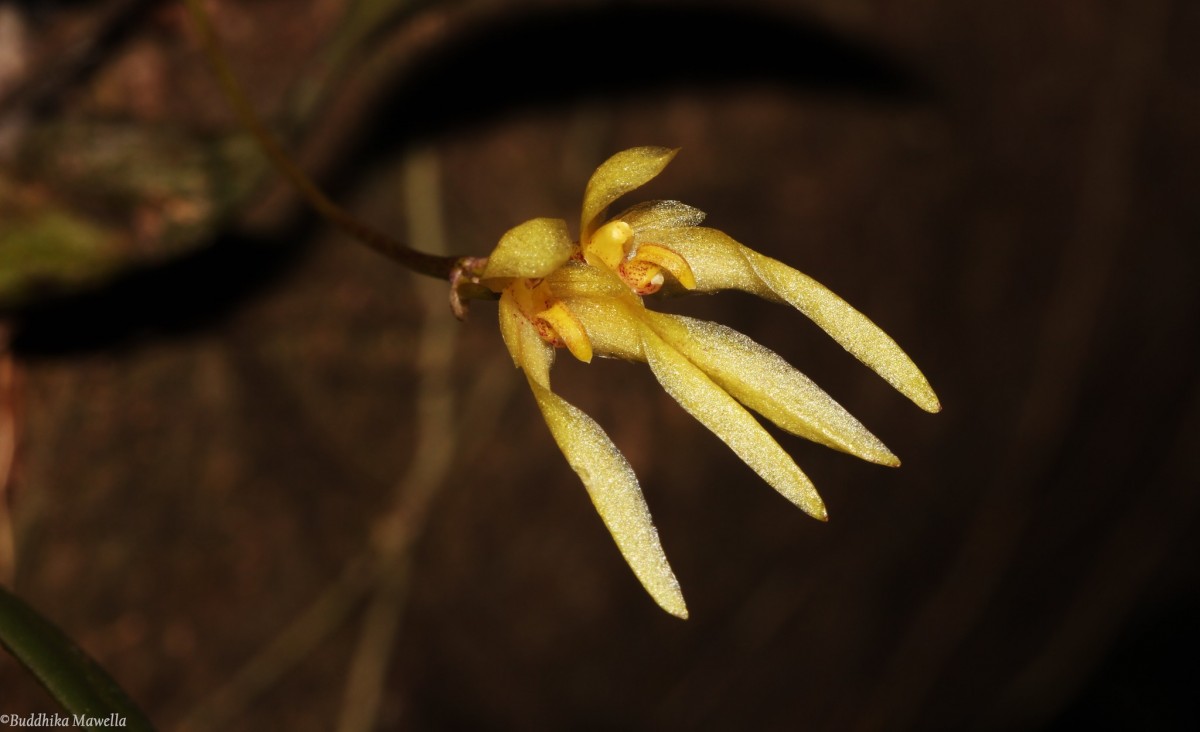 Bulbophyllum thwaitesii Rchb.f.