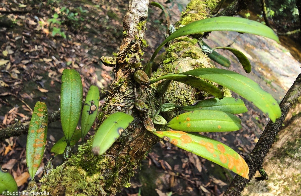 Bulbophyllum thwaitesii Rchb.f.