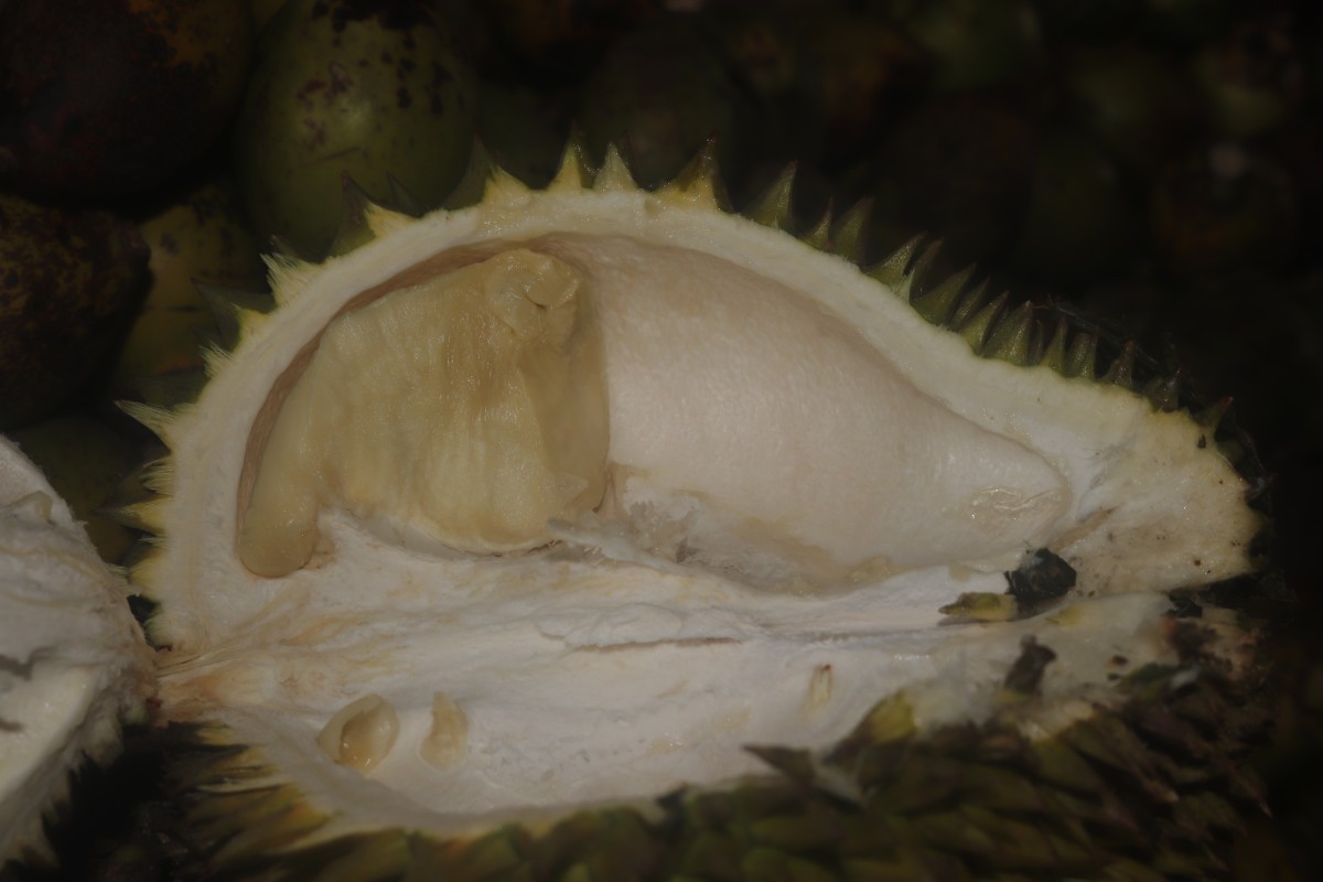 Durio zibethinus L.