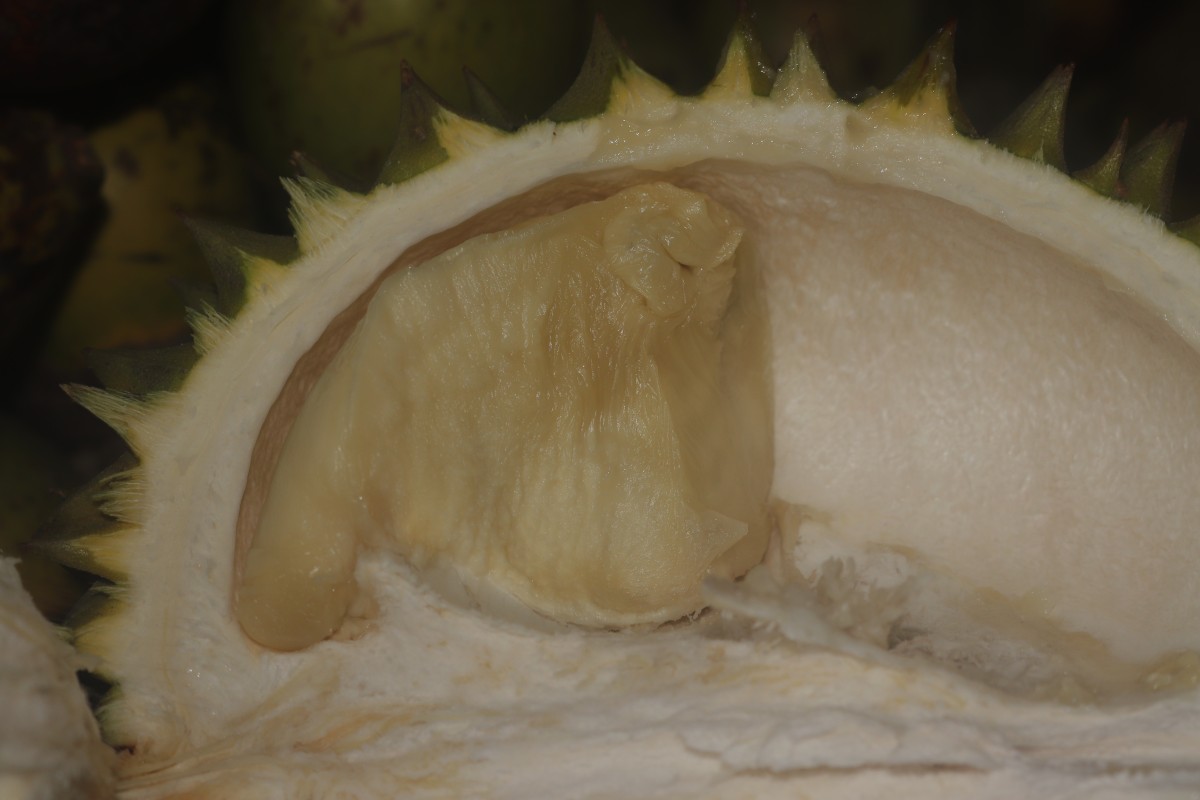 Durio zibethinus L.