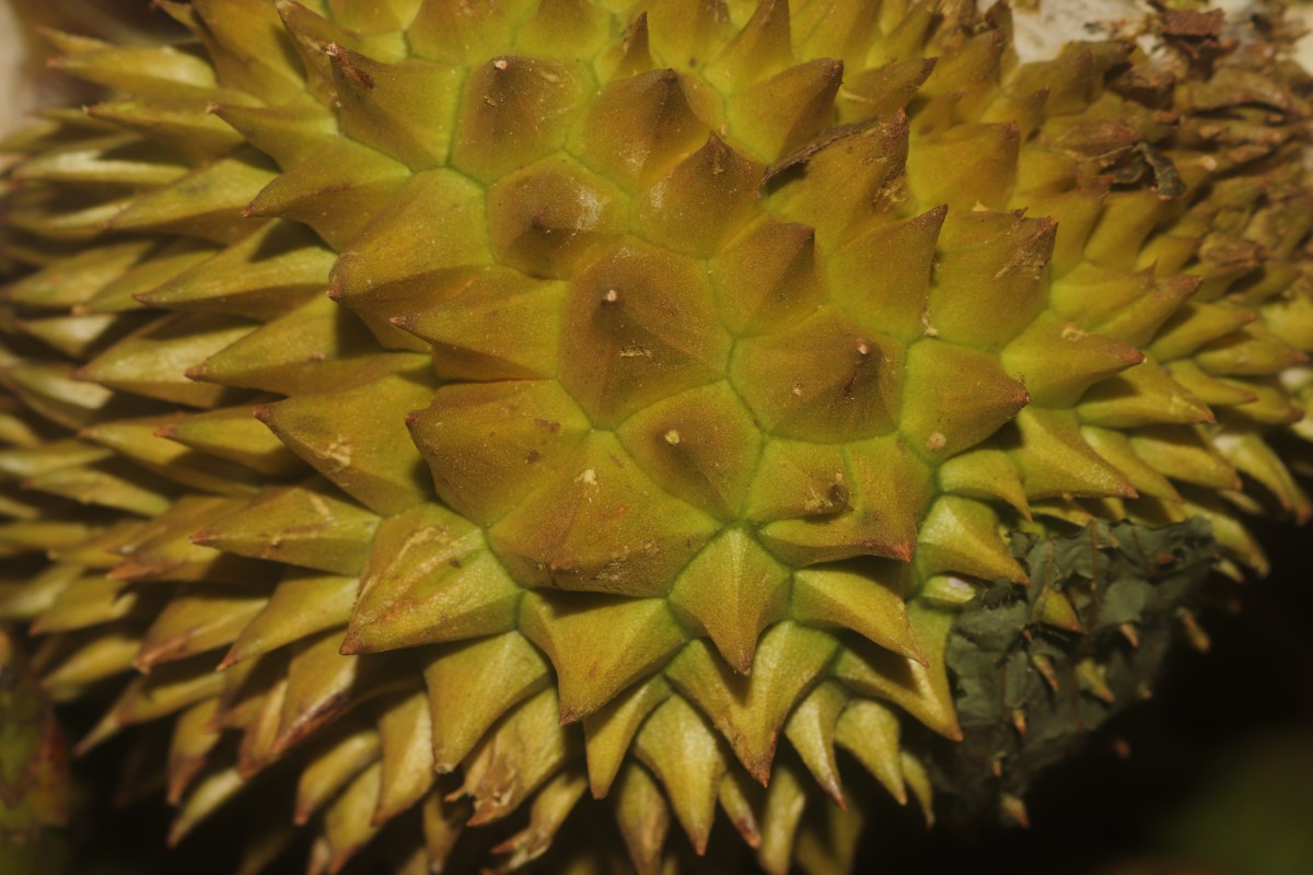 Durio zibethinus L.