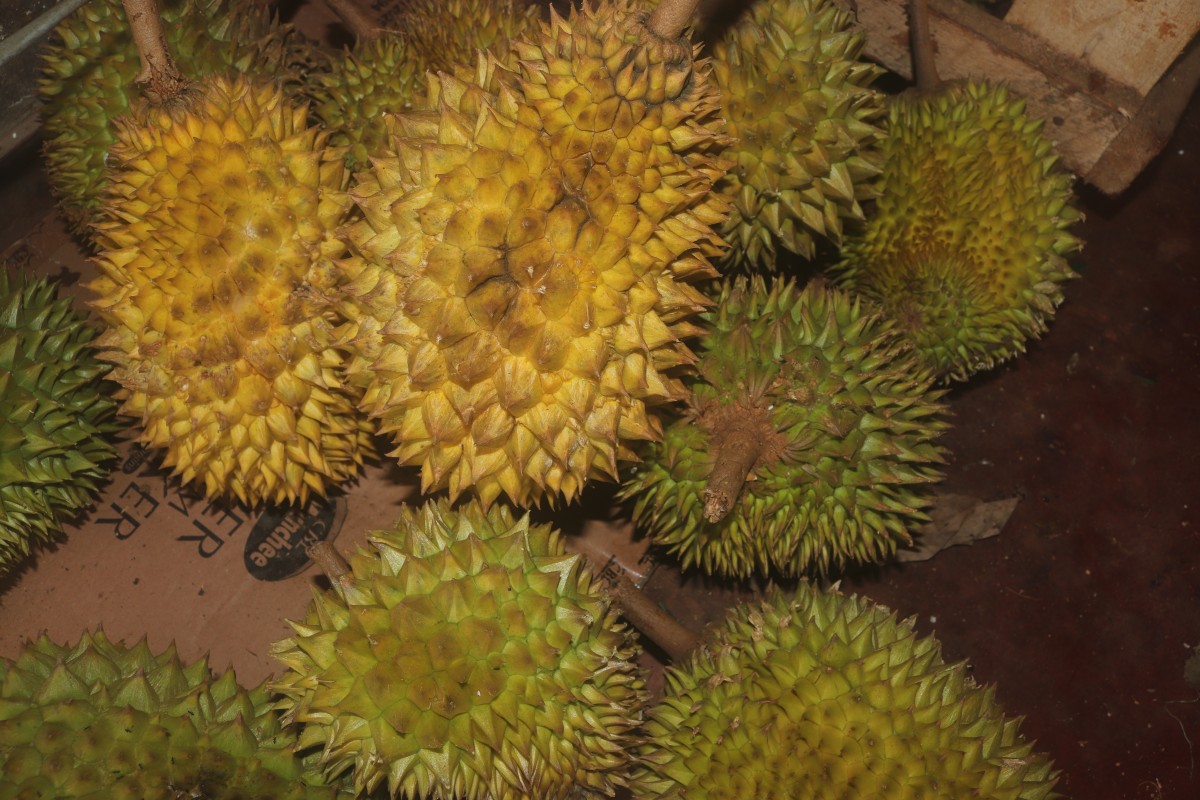 Durio zibethinus L.