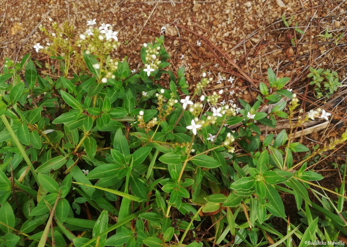Knoxia spicata (Thwaites ex Trimen) Ridsdale