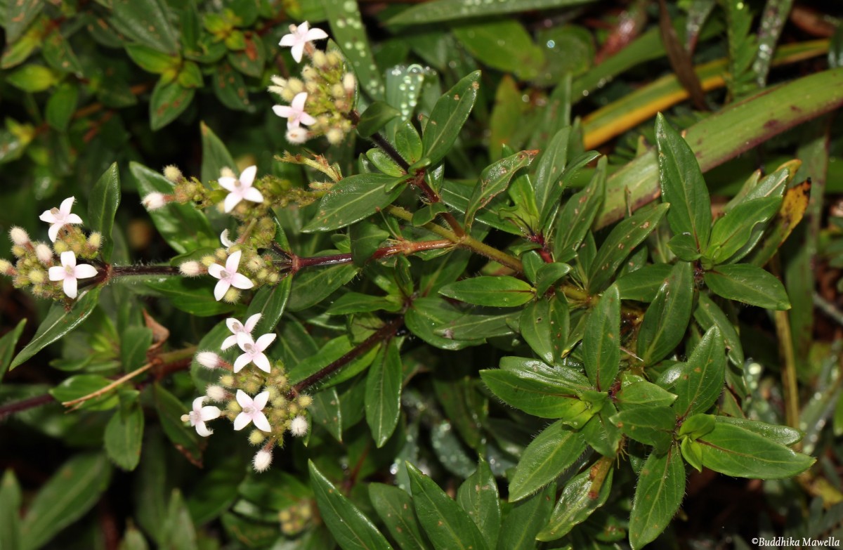 Knoxia spicata (Thwaites ex Trimen) Ridsdale