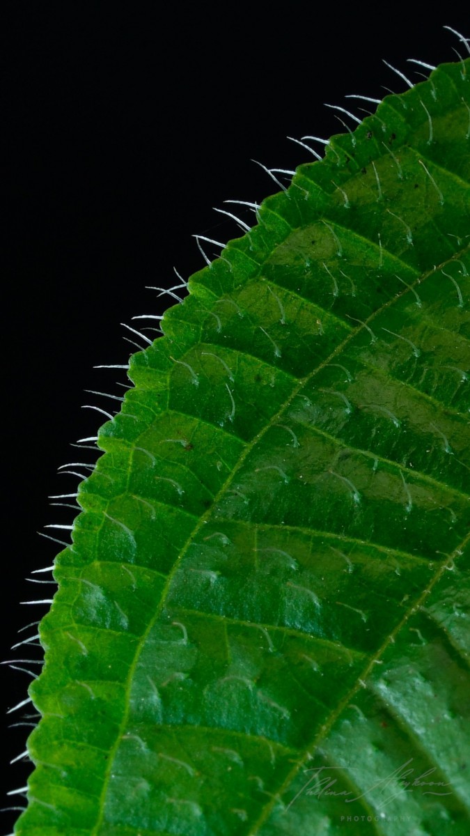 Miconia crenata (Vahl) Michelang.