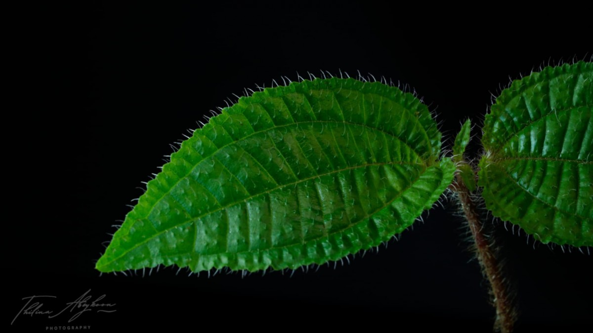 Miconia crenata (Vahl) Michelang.