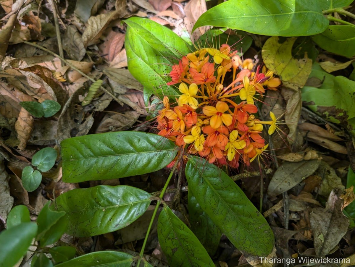 Saraca asoca (Roxb.) J.J.de Wilde