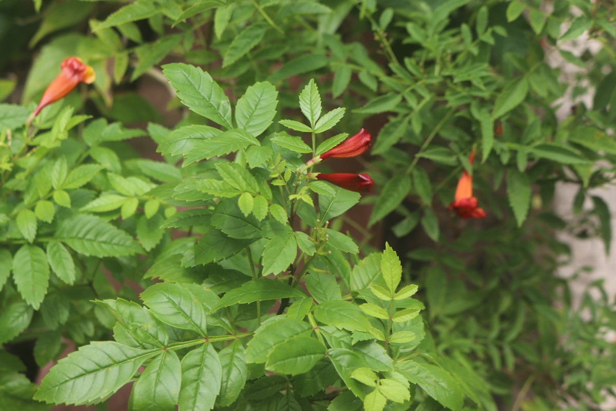 Tecomaria capensis (Thunb.) Spach