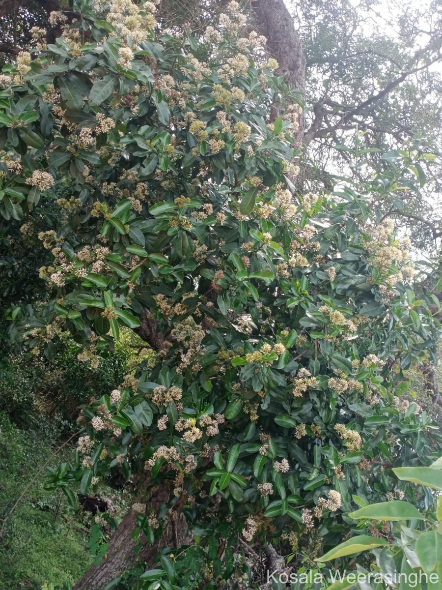 Ixora pavetta Andrews