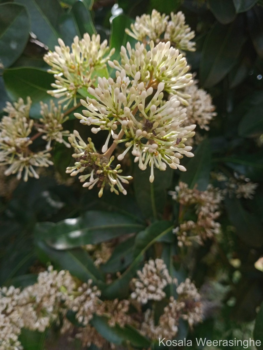Ixora pavetta Andrews